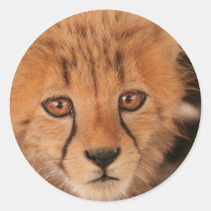 Adesivo Redondo Baby Cheetah Stickers