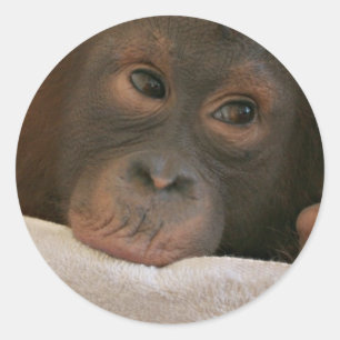 Adesivo Redondo Baby Chimp Sticker