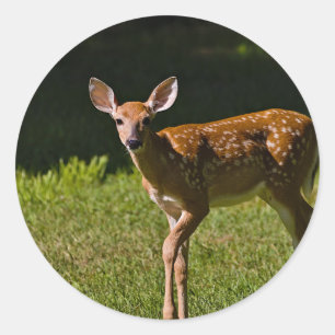 Adesivo Redondo Baby Deer
