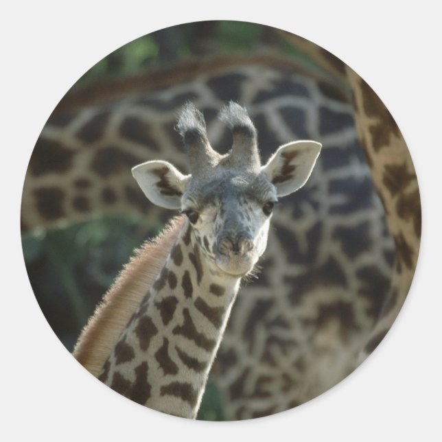 Adesivo Redondo Baby Giraffe (Frente)