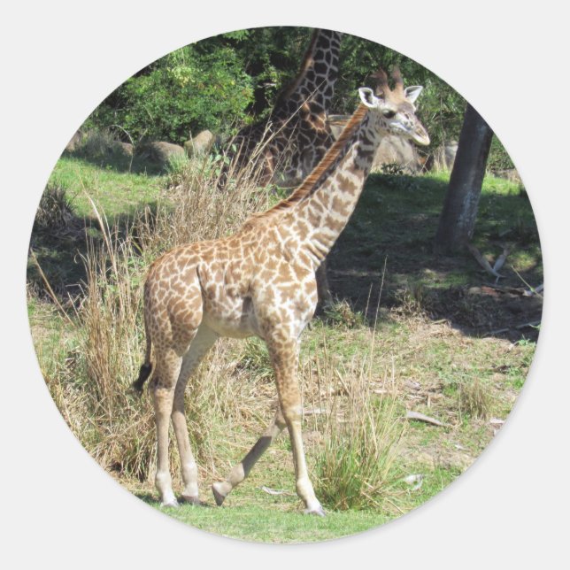 Adesivo Redondo Baby Giraffe Stickers (Frente)
