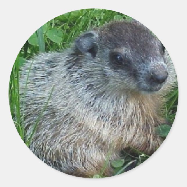 Adesivo Redondo Baby Groundhog Sticker (Frente)