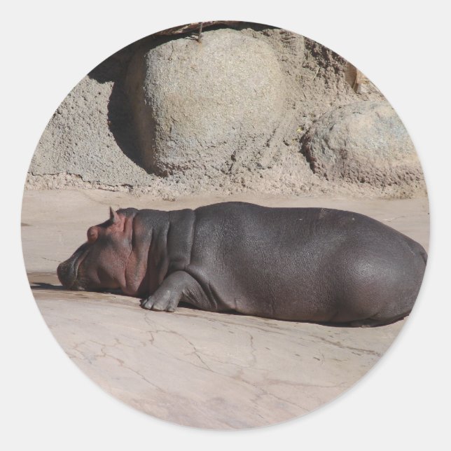 Adesivo Redondo Baby Hippo (Frente)