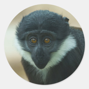 Adesivo Redondo Baby L’Hoest Monkey Metal Impressão