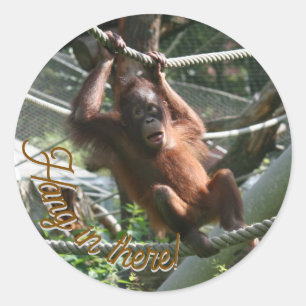Adesivo Redondo Baby Orangutan - Aguente aí
