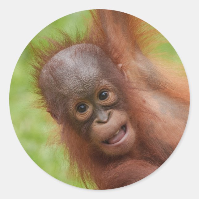 Adesivo Redondo Baby Orangutan Joy (Frente)