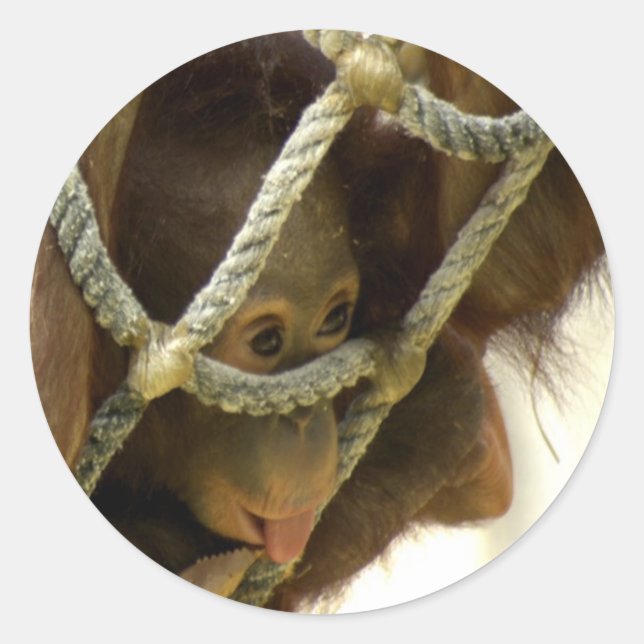 Adesivo Redondo Baby Orangutan Sticker (Frente)