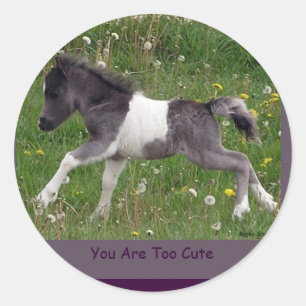 Adesivo Redondo Baby Pinto Mini Horse Stickers