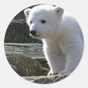 Adesivo Redondo Baby Polar Bear STicker