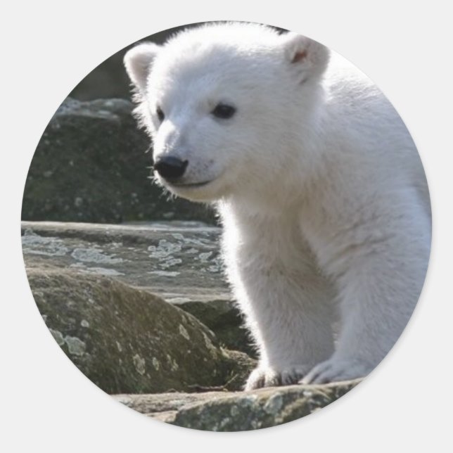 Adesivo Redondo Baby Polar Bear STicker (Frente)