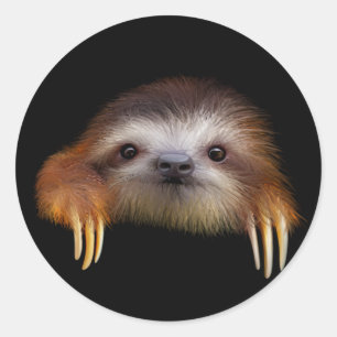 Adesivo Redondo Baby Sloth