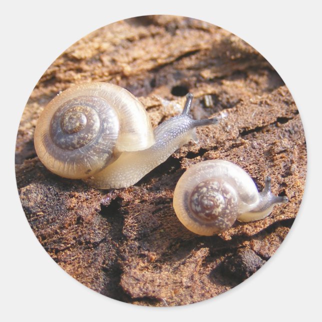 Adesivo Redondo Baby Snails Sticker (Frente)