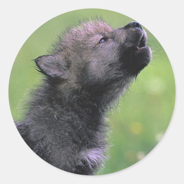 Adesivo Redondo Baby Wolf Howls (Frente)