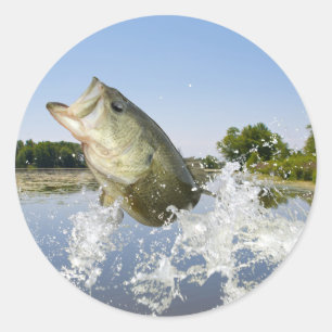 Adesivo Redondo Baixo salte 2013