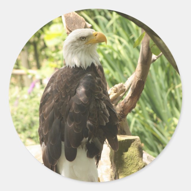 Adesivo Redondo Bald Eagle (Frente)