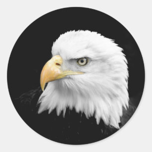 Adesivo Redondo Bald Eagle