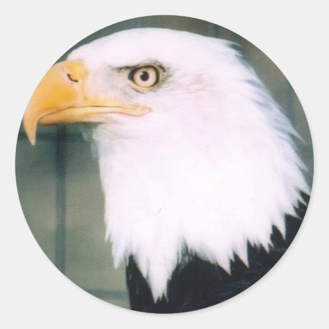 Adesivo Redondo Bald Eagle Sticker (Frente)