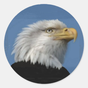ADESIVO REDONDO BALD EAGLE STICKER