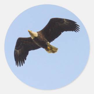 Adesivo Redondo Bald Eagle Wings