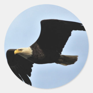 Adesivo Redondo Bald Eagle Wingspan