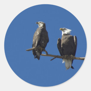 Adesivo Redondo Bald Eagles