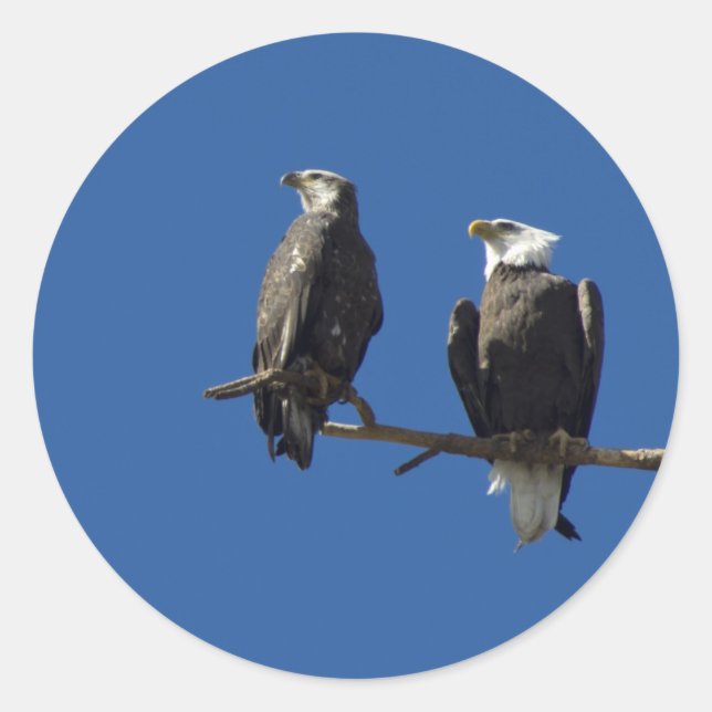 Adesivo Redondo Bald Eagles (Frente)