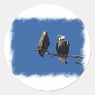 Adesivo Redondo Bald Eagles