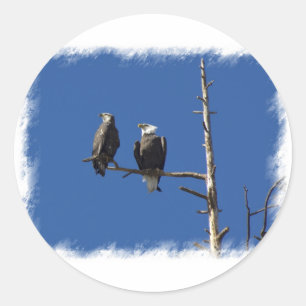 Adesivo Redondo Bald Eagles