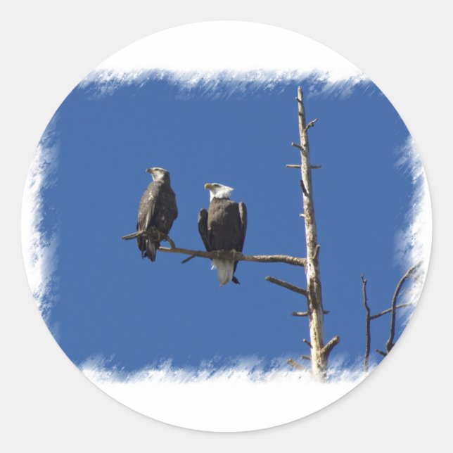Adesivo Redondo Bald Eagles (Frente)