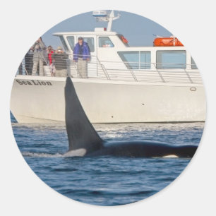 Adesivo Redondo Baleia de assassino da orca - transeunte,