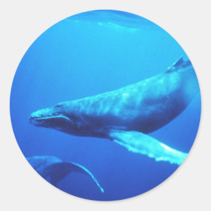 Adesivo Redondo Baleia de Humpback