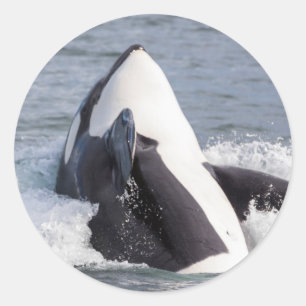 Adesivo Redondo Baleia Orca saltando