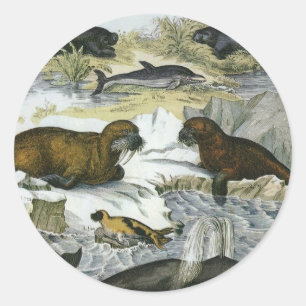 Adesivo Redondo Baleias, Focas e Walruses, Animais Marinhos Antigo