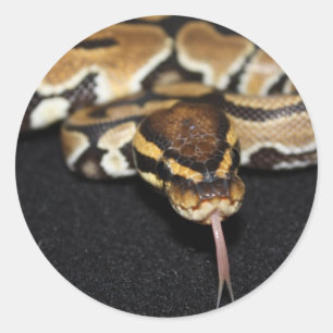 Adesivo Redondo Ball Python Sticker