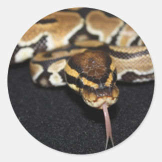 Adesivo Redondo Ball Python Sticker