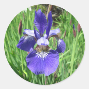 Adesivo Redondo Bandeira azul da flor da íris