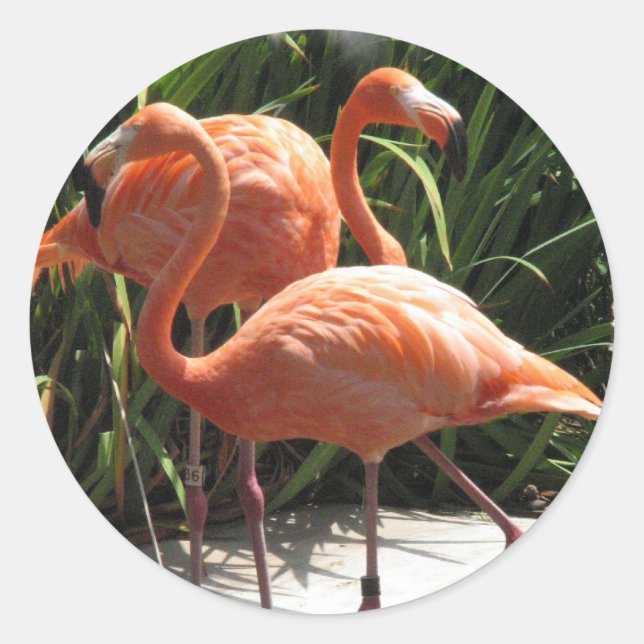 Adesivo Redondo Bando de Flamingos Stickers (Frente)