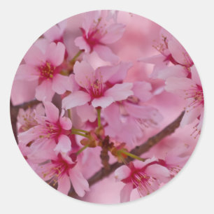 Adesivo Redondo Banhado em flores de cerejeira japonesas cor-de-ro