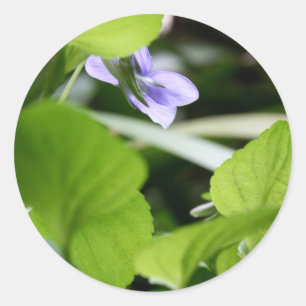 Adesivo Redondo Banho do sol?