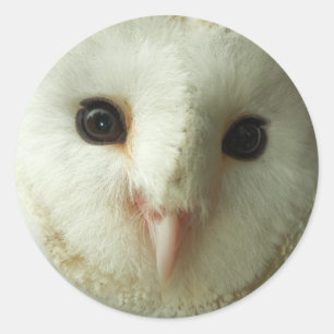 Adesivo Redondo Barn Owl Stickers
