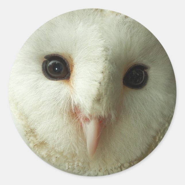 Adesivo Redondo Barn Owl Stickers (Frente)