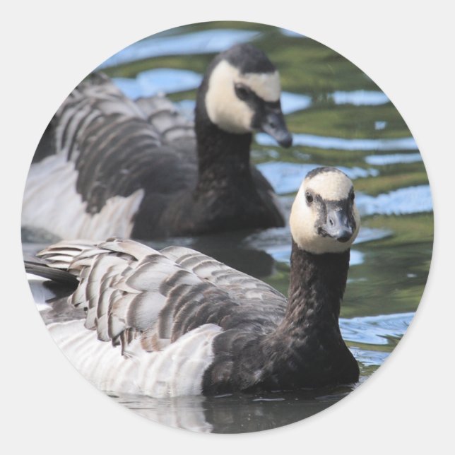 Adesivo Redondo Barnacle Duet (Frente)