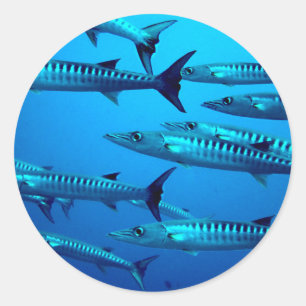 Adesivo Redondo barracuda mergulho mar profundo água oceano tropic