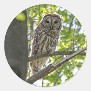 Adesivo Redondo Barred Owl