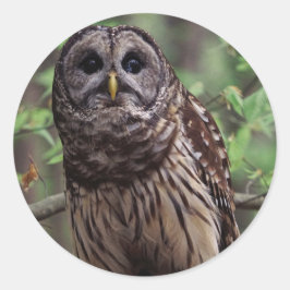 Adesivo Redondo Barred Owl