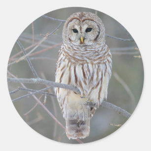 Adesivo Redondo Barred Owl Strix Varia