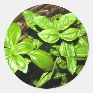 Adesivo Redondo Basil