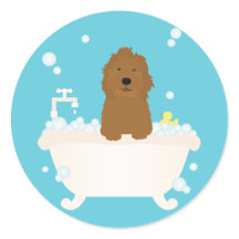 Bath de Bolha de Goldendoodle