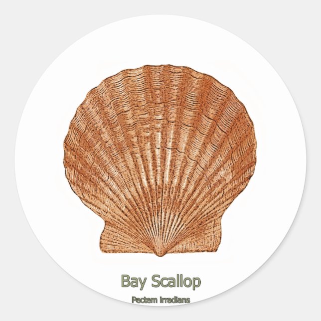 Adesivo Redondo Bay Scallop Shell (Frente)