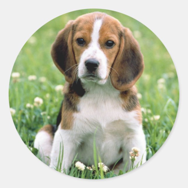 Adesivo Redondo Beagle Puppy (Frente)